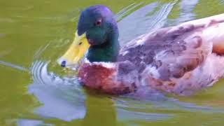 Enten schwimmen im Freistädter Frauenteich