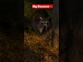 big raccoon on my way home🦝 raccoon raccoonshorts