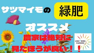 サツマイモを多収にする！オススメ緑肥を紹介！低コストで多収を目指そう!