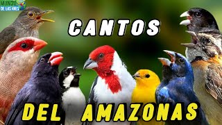 ¡Descubre 10 CANTOS DE AVES DEL AMAZONAS Más Bonitos!