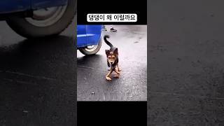 댕댕이 걸음걸이 무슨일? #shorts #쇼츠 #웃긴영상# Chinese Funny #웃긴동영상 #유머