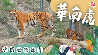 中國動物保育｜總數不及大熊貓的1/10　僅剩人工圈養的牠們即將「重振虎威」