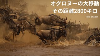 オグロヌーの大移動は地球上で最大規模の陸上の移動と言われますWildebeest Migration is said to be the largest land migration on Earth