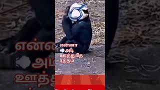 குரங்கு🐵🐒 நண்பன் ஒருவன் மாட்டிகிட்டான்