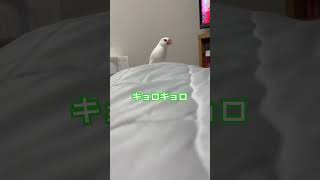 〖日常〗飼い主見つけた👀 #文鳥 #白文鳥 #buncho #javafinch #javasparrow #文鳥動画 #文鳥生活 #手乗り文鳥 #ペット動画 #shorts #放鳥