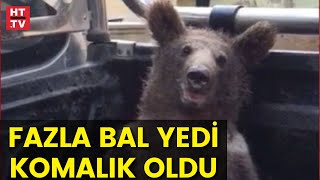 Fazla bal yiyen ayı işte böyle kendinden geçti!