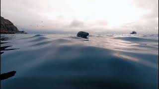 I Snorkeled with Grey Seals in UK!