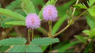 লজ্জাবতী গাছের উপকারিতা | Mimosa Plant | Touch Me not Plant