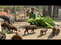 difficulty finding food for wild pigs solution from harvesting cassava