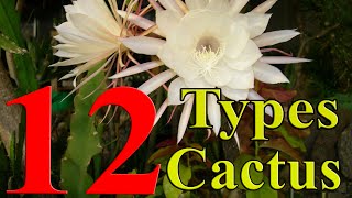 Cactus Plants - 12 Types of Cactus you can Grow at Home