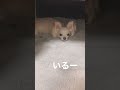 shorts 犬 チワワ コタツを人間よりも堪能してる犬