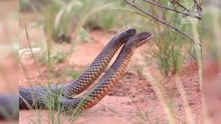 Two feisty snakes fight for dominance ahead of mating season