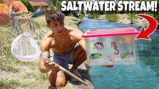 Catching EXOTIC SEA CREATURES Out Of SALTWATER STREAM!!