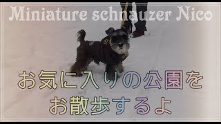 【お散歩】ミニチュアシュナウザーにこ、いつもの公園を歩く【雪玉】