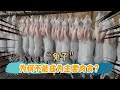 只吃兔肉会饿死？低脂肪、繁殖快，兔子为何没成为主食肉类？