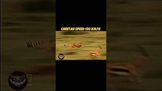 the fastest land creature in the world #trending #animals #cheetah #cameraman #human #youtubeshorts