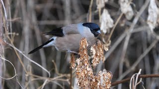 日向林道のウソ（雌）その３０（4K60P動画）