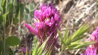 Owl’s Clover (Castilleja exserta) . by Alice B. Clagett