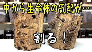 凶暴な赤いクワガタの子供たちが潜んでいる産卵木を、勇気をもって割ってみると…（くろねこチャンネル）