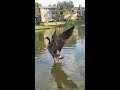 canadian goose flapping its glorious wings.