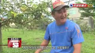 Pingtung farmer succeeds in growing Asian pears after 8 years of grafting experiments