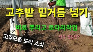 고추농사 고추밭 비료넣고 로터리치기 고추재배방법 고추모종도착