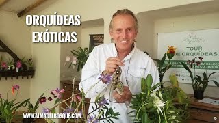 Orquídeas exóticas - Alma del bosque