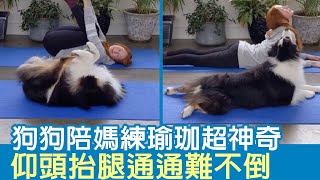 狗狗陪媽練瑜珈超神奇 仰頭抬腿通通難不倒 | 狗狗搞笑