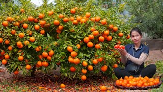 Harvesting Ripe - Juicy Tangerines \u0026 Sell Them Quickly at the Countryside Market | Thanh Farm