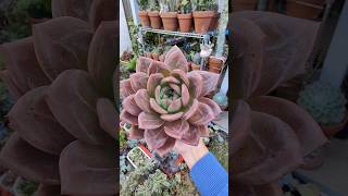 Huge Echeveria Red Champagne | bikolanahardinera #shorts #shortvideo #succulent #echeveria