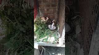 വീട്ടിലെ രണ്ടു പുതിയ അതിഥികൾ #youtubeshorts #animals #cute #viralshort #trending