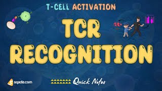 T-Cell Activation - TCR Recognition