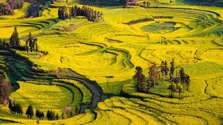 These are China’s 'fields of gold'
