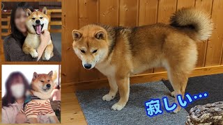 お姉ちゃん達がいなくなって寂しさが募る柴犬てぃーだ