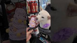 meiko的生活日記 白 しばいぬ White Shiba Inu 하얀색 시바 이누🍦 2023年10月19日 🍨 金ㄟ紫薯 霜淇淋 金家ㄟ 瓜瓜園 韓勾ㄟ金針菇 聯名款 全家 ice cream