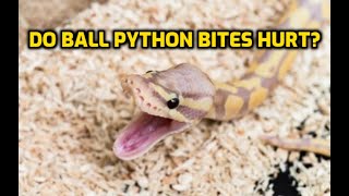Do Ball Python Bites Hurt?