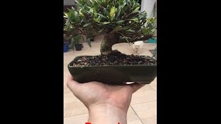 Unboxing Bonsai Jasmim 8 anos - Loja Ideal Bonsai - 03