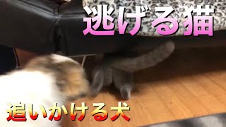 実家に猫を連れて帰ると上下関係が逆になっててワロタW