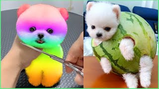 Funny Animals 2022 - Cute Dogs Doing Funny Things #2 | Pomeranian Dog