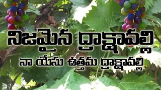 nijamaina drakshavalli na yeshu telugu christian vide  #KvijayJeevanadi నిజమైన ద్రాక్షావల్లి నా యేసు