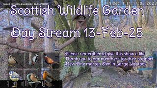 Day Stream February 13th 2025 | Bird Feeders, Wildlife Cameras Scotland UK from SWG