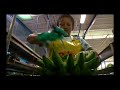 transporting tons of bananas this way_grows garden and harvest agricultural agriculture technology