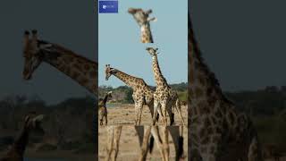 Giraffes Fighting Showdown! Wild Safari Battles #GiraffeFight #animals #shorts