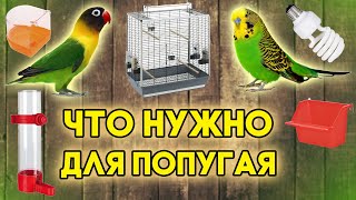 Что нужно купить для попугая (волнистого, неразлучника или корелла)?