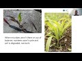 holganix the connection between soil health root growth and crop yield