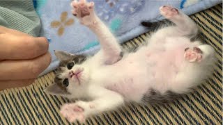 ぽんぽこお腹を見せながら省エネで戯れる子猫