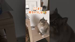 おやつを求める時の甘え方が可愛すぎる猫【サイベリアンのラフィ】#shorts