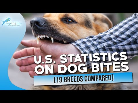 American Dog Bite Statistics 2023 19 Breeds Compared Updated Guide