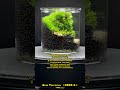 moss terrarium ～2302 4～ long ver. コケリウム terrarium 苔テラリウム 苔 moss