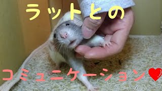 【ファンシーラットpet rats】懐いてベタ慣れ、指をペロペロしてくれるラットが可愛いすぎるww